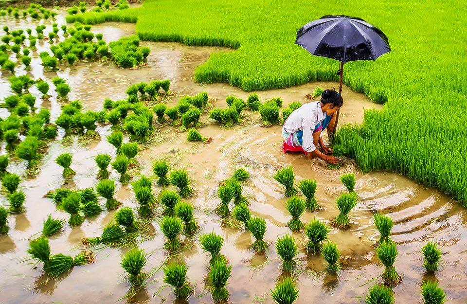 आज असार १५ः धान दिवस र दही चिउराको सांस्कृतिक पर्व मनाइँदै